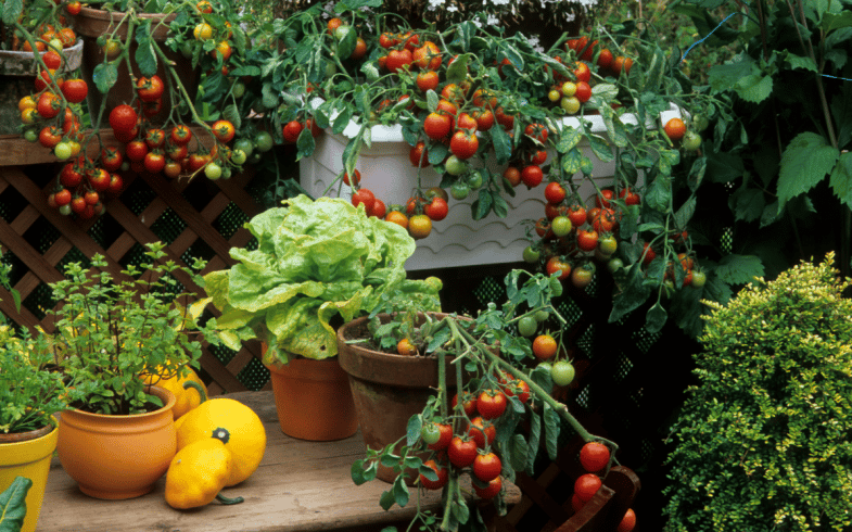 the-different-forms-of-vegetable-growing-greenhouse-reviews-blog